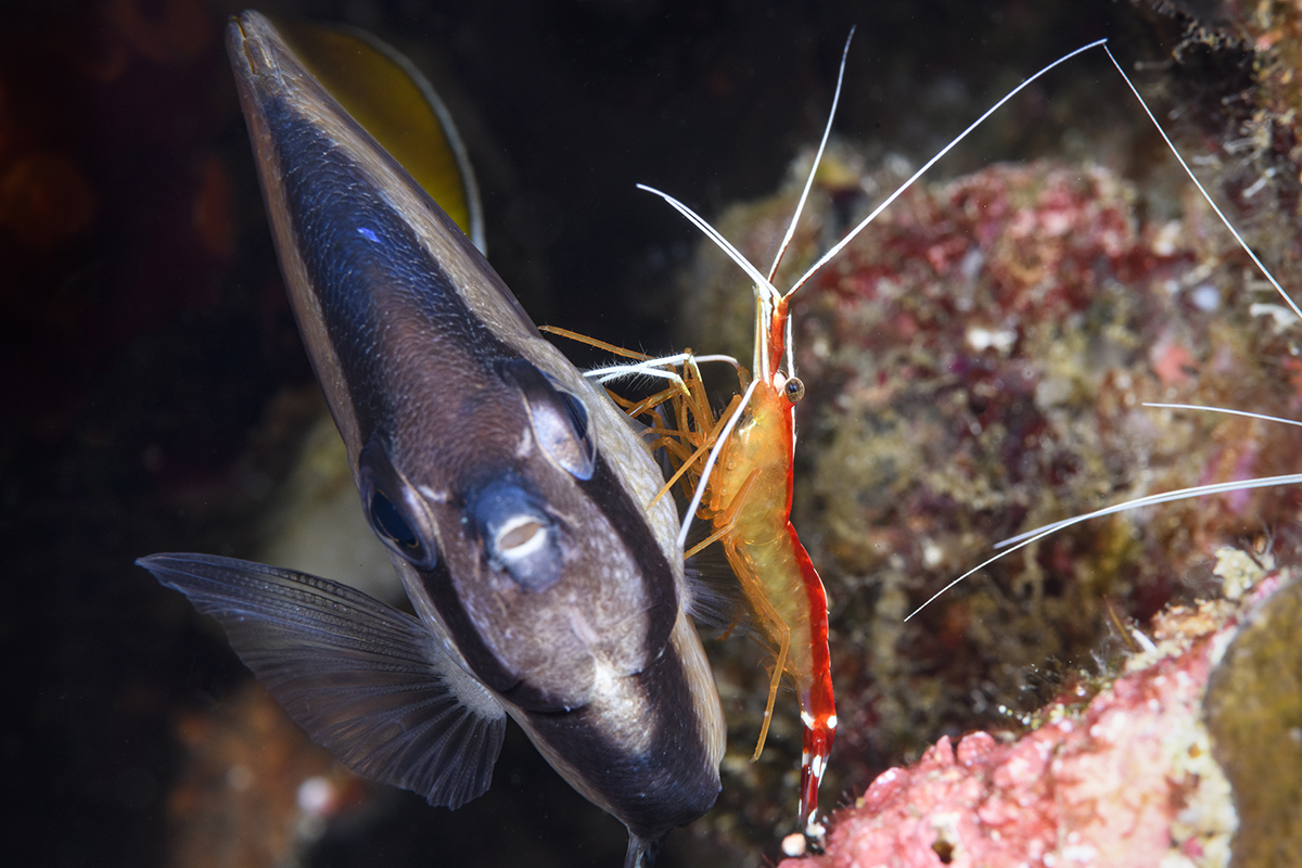 Scarlet Cleaner Shrimp