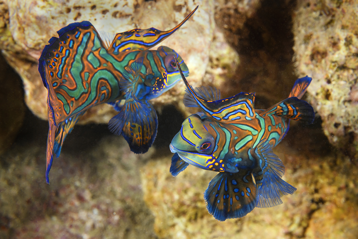 Mandarinfish (Synchiropus splendidus) a member of the dragonet family.