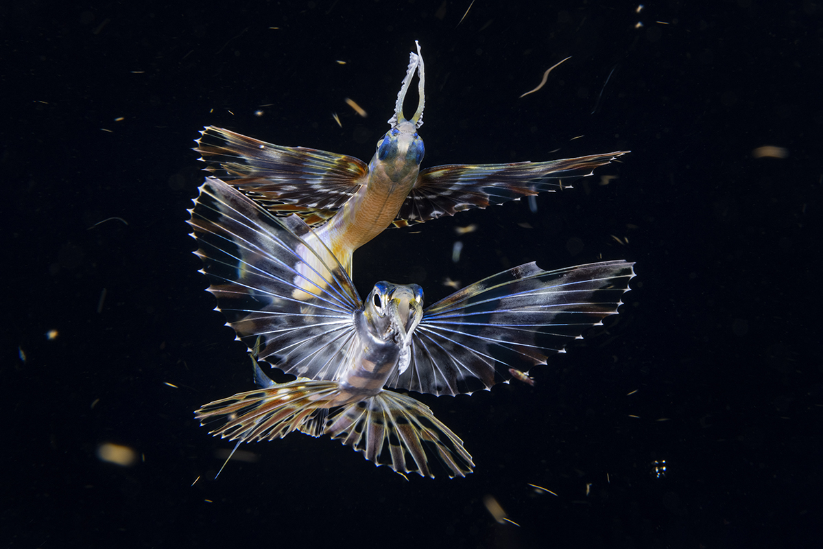 According to Wikipedia, there are about 64 species of flying fish grouped between seven to nine different genera, more than half of them are found in the Atlantic Ocean. Regardless of which one you come across near the surface during a blackwater dive, they can be fantastic subjects to get.