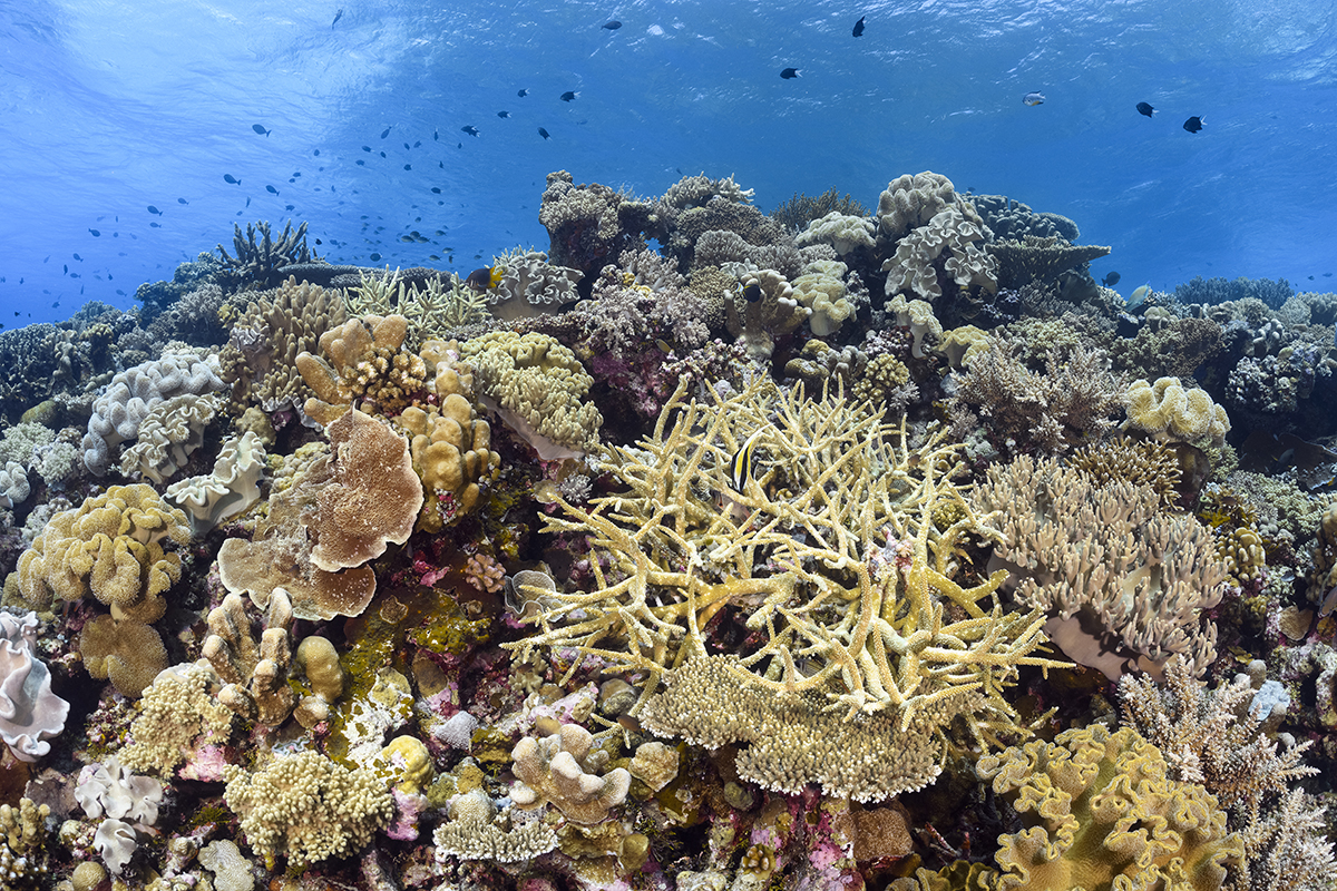 Hard corals, Indonesia