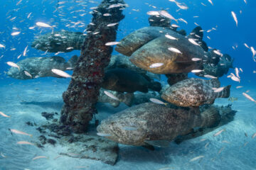 Goliath grouper (Epinephelus itajara)