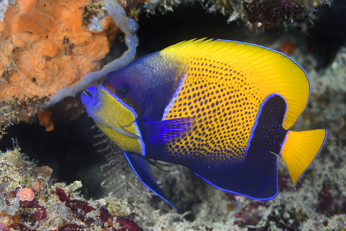 Blue-girdled Anglefish