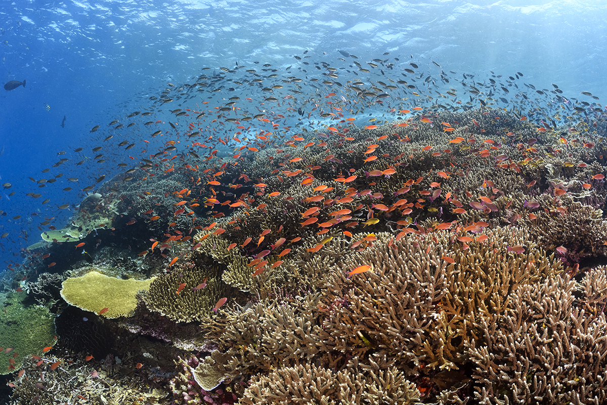 Indonesian Reef