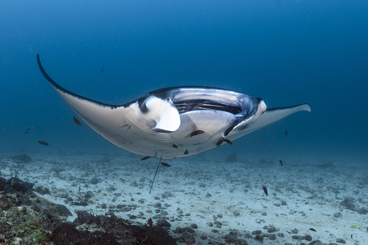 Reef Manta Ray (Mobula alfredi) is the second largest species of rays which grow to 3 to 3.5 m (9.8 to 11.5 ft) in width, with a maximum size of about 5.5 m (18 ft). For a long time included in M. birostris until 2009 when its status was confirmed as a separate species M. alfredi.