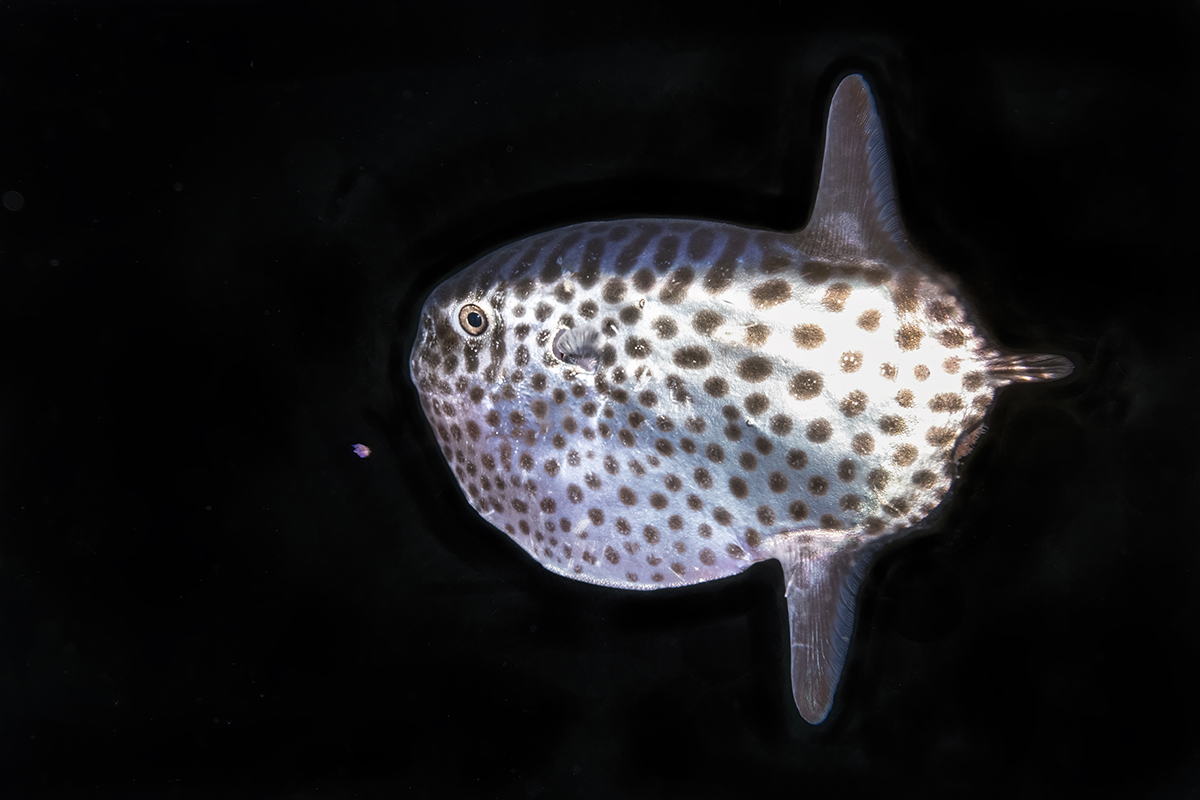 Juvenile sharp-tailed mola mola  (Masturus lanceolatus) roughly 3 inches in length. Ma. lanceolatus can grow quite large, as large as 10 feet long and 902 lbs.