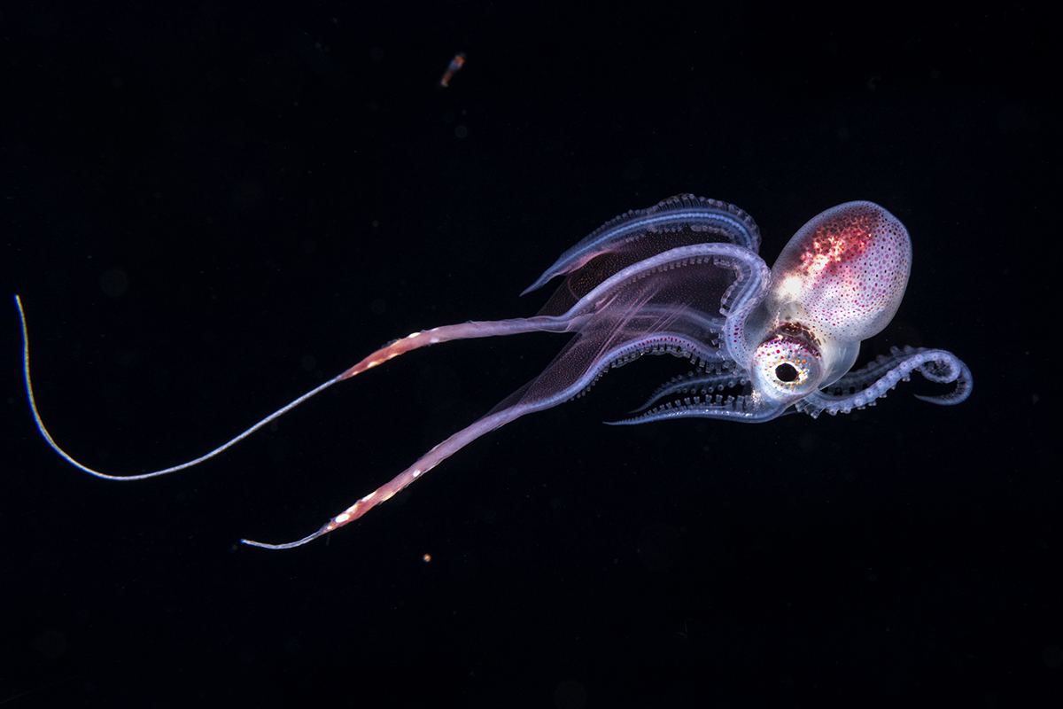 Small female Blanket Octopus (Tremoctopus gracillis) captured in this photo taken at night in the Florida Gulf Stream.