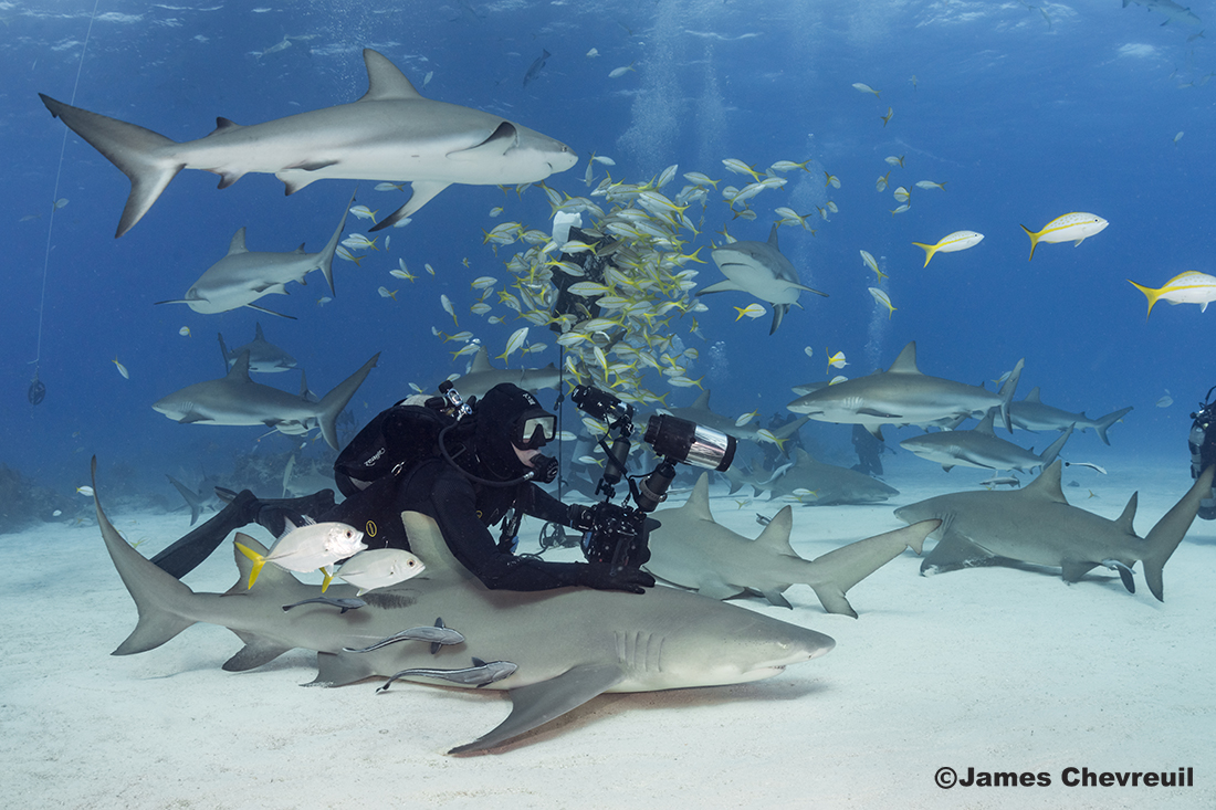 Walt Stearns with a few sharks at Tiger Beach. Photo by James Chevreuil.