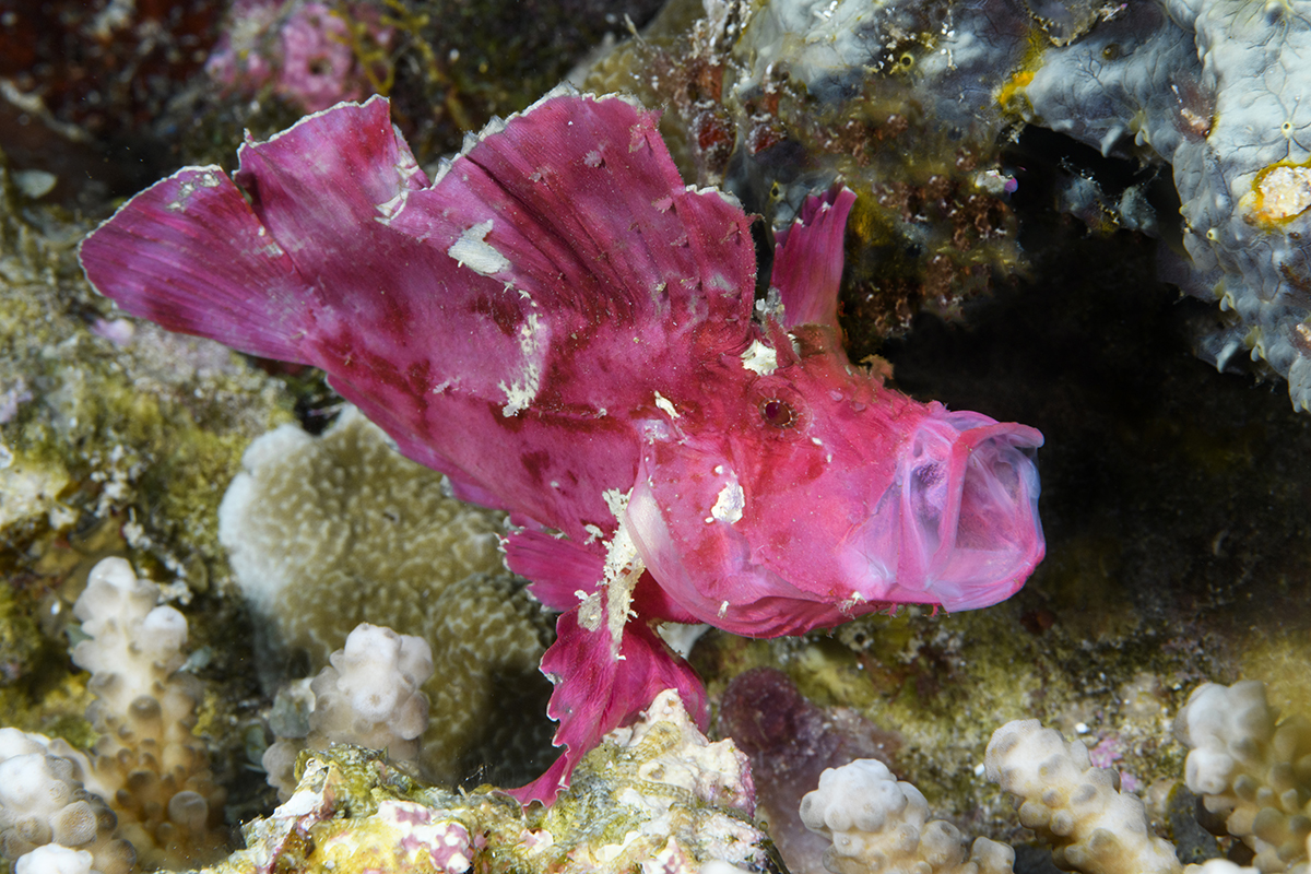 Leaf Scorpionfish