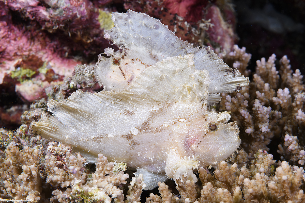 Pair of Leaf Scorpionfish