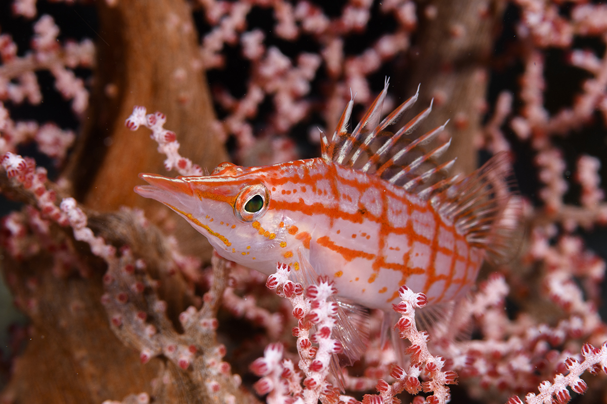 Longnose Hawkfish