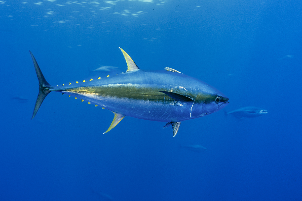 Yellowfin Tuna (Thunnus albacares), also known as the Albacore tuna, is a species of tuna found in pelagic waters of tropical and subtropical oceans worldwide. Significantly smaller than the Atlantic and Pacific bluefin tunas, yellowfin tunas can reach weights over 180 kg (400 lbs.). in the seafood trade yellowfin is often marketed as Ahi Tuna, from the Hawaiian word ʻahi, meaning fire.