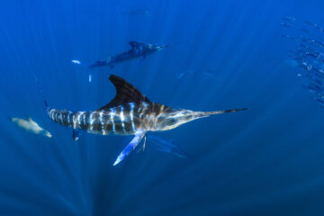 Striped Marlin (Tetrapturus audax) is by far the most beautiful species of marlin in the world for their highly pronounced bluish stripes on the sides of its body.