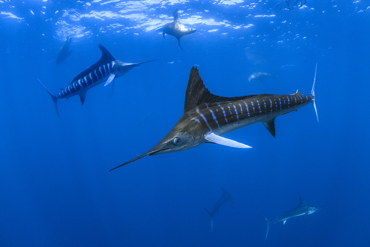 Striped Marlin (Tetrapturus audax) is by far the most beautiful species of marlin in the world for their highly pronounced bluish stripes on the sides of its body.