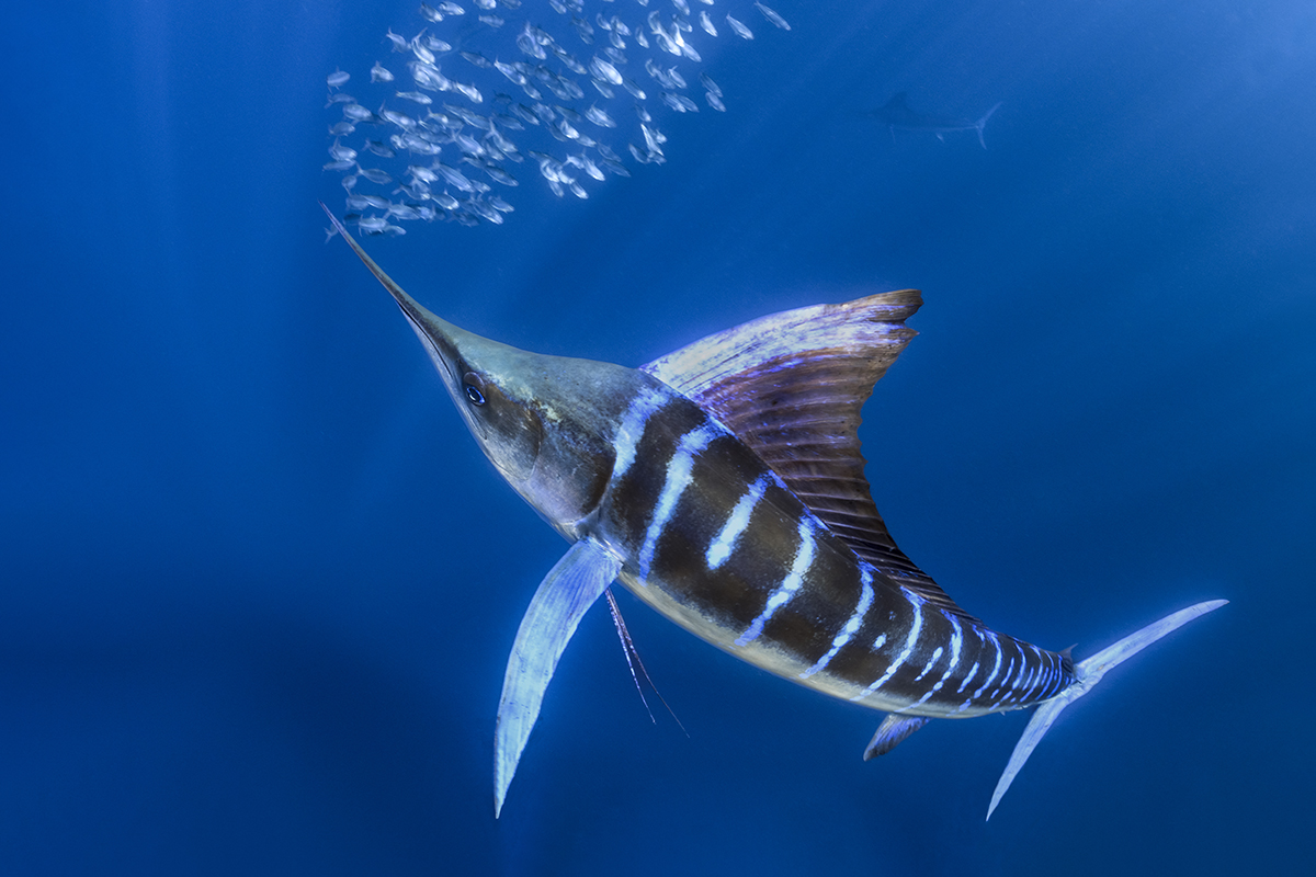 Striped Marlin (Tetrapturus audax) is by far the most beautiful species of marlin in the world for their highly pronounced bluish stripes on the sides of its body.