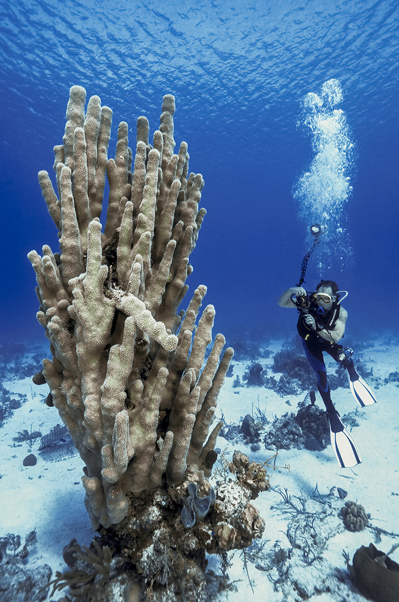 Diver with a giant stand of pillar coral that use to reside of West Caicos, Turks & Caicos Islands.