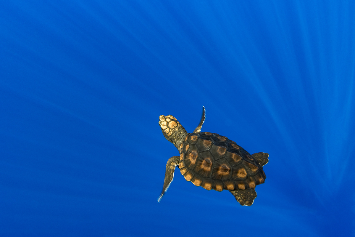 Loggerhead Turtle