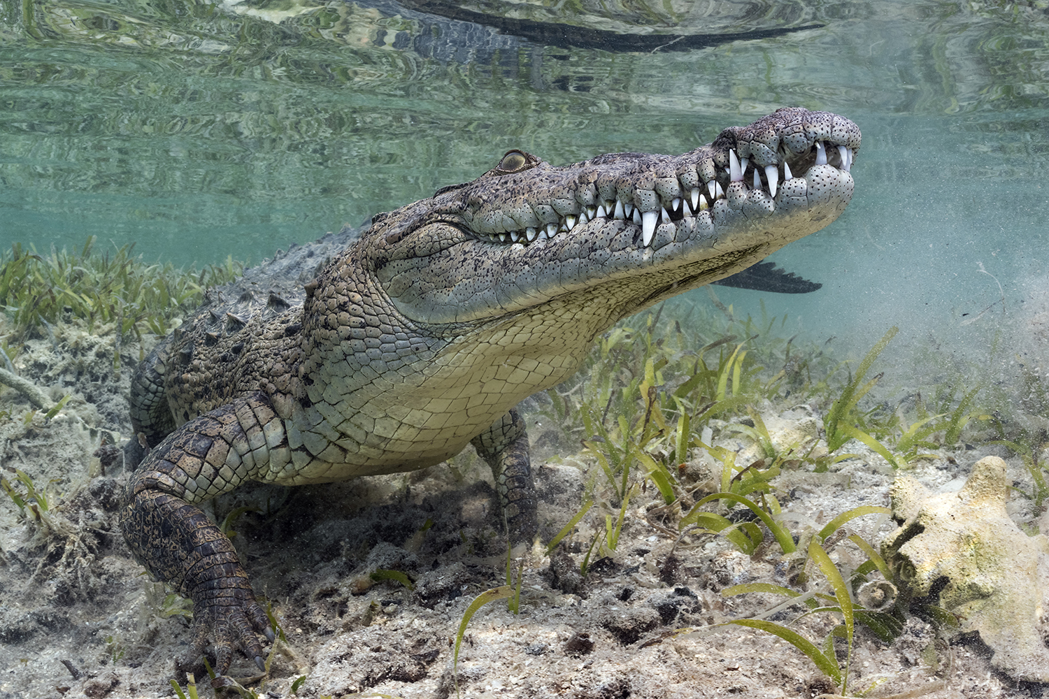 The Cuban crocodile (Crocodylus rhombifer)