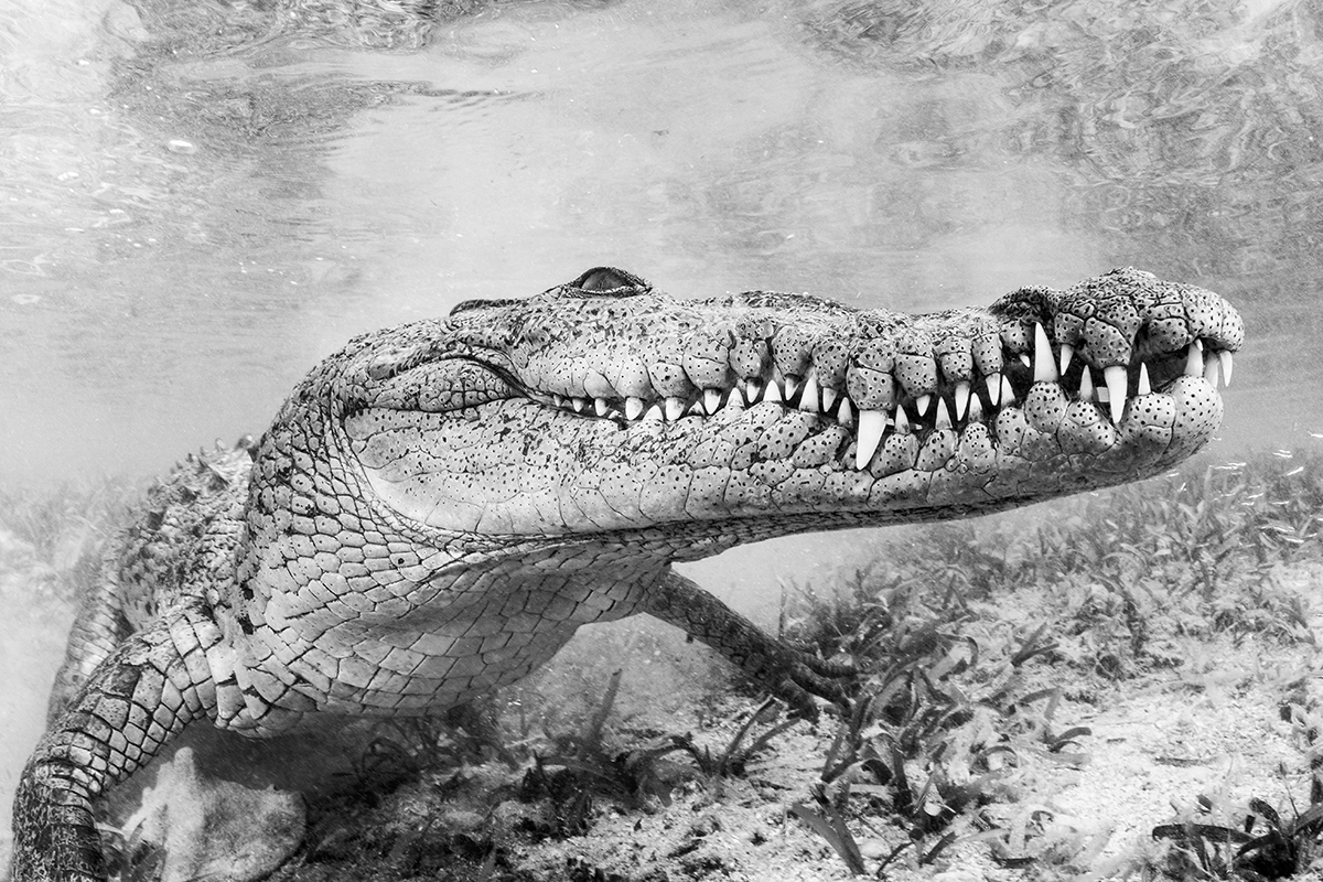 Cuban Salt Water Crocodile (Crocodylus rhombifer) is a small sub species of the American crocodile (Crocodylus acutus) found only in Cuba. Like all crocodiles found in this part of the world favor saltwater swamps, marshes, and mouths rivers over freshwater habitats.