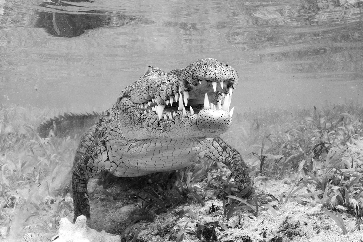 Cuban Salt Water Crocodile (Crocodylus rhombifer) is a small sub species of the American crocodile (Crocodylus acutus) found only in Cuba. Like all crocodiles found in this part of the world favor saltwater swamps, marshes, and mouths rivers over freshwater habitats.