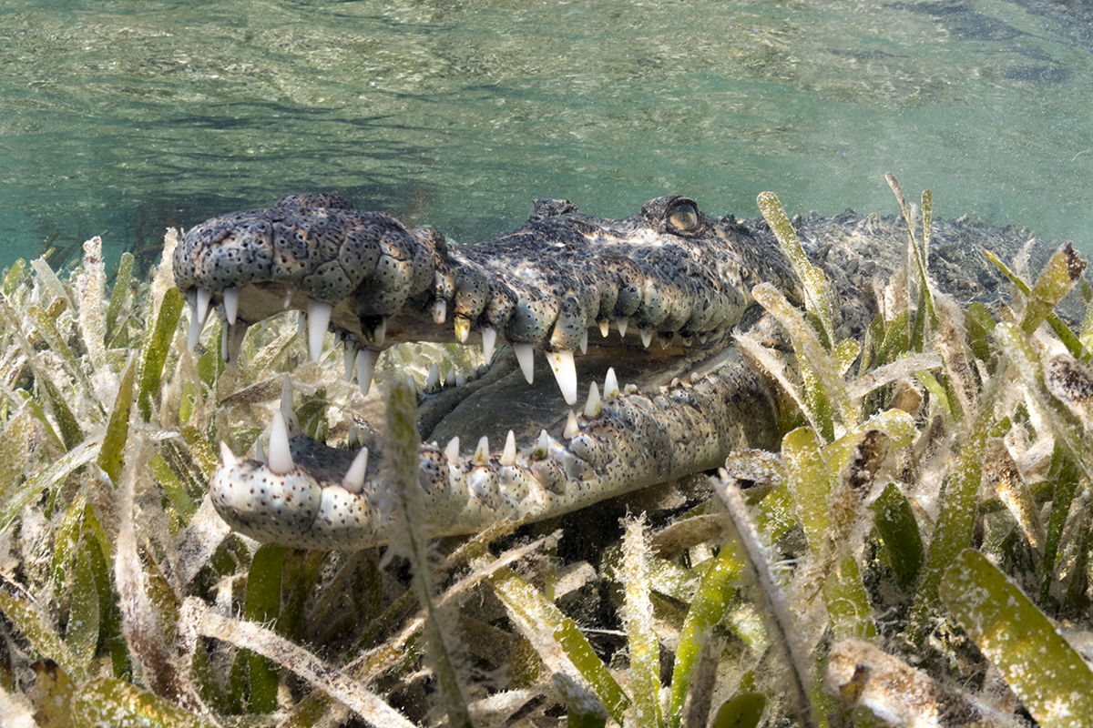 Cuban Salt Water Crocodile (Crocodylus rhombifer) is a small sub species of the American crocodile (Crocodylus acutus) found only in Cuba. Like all crocodiles found in this part of the world favor saltwater swamps, marshes, and mouths rivers over freshwater habitats.