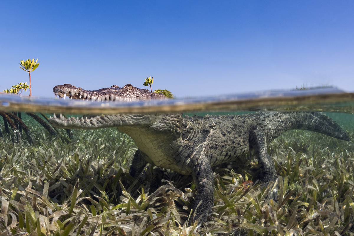 Cuban Salt Water Crocodile (Crocodylus rhombifer) is a small sub species of the American crocodile (Crocodylus acutus) found only in Cuba. Like all crocodiles found in this part of the world favor saltwater swamps, marshes, and mouths rivers over freshwater habitats.