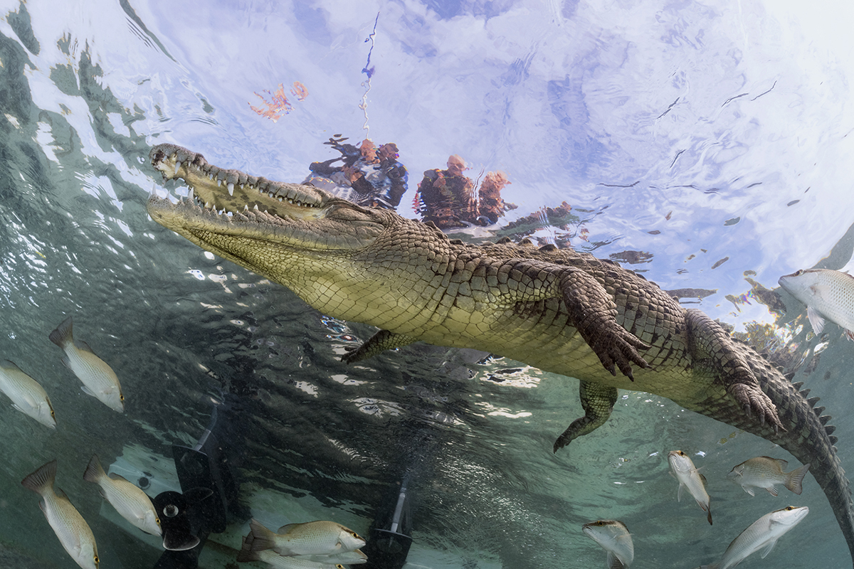 Cuban Salt Water Crocodile (Crocodylus rhombifer) is a small sub species of the American crocodile (Crocodylus acutus) found only in Cuba. Like all crocodiles found in this part of the world favor saltwater swamps, marshes, and mouths rivers over freshwater habitats.