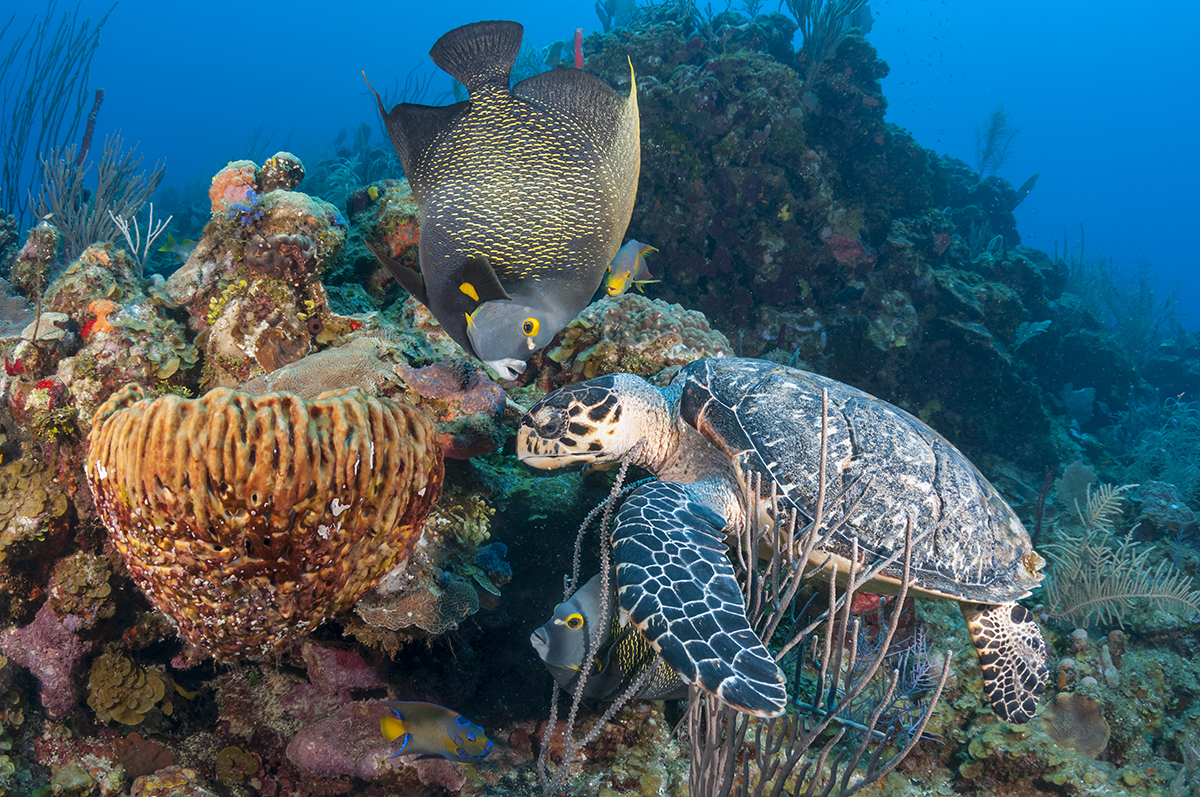 Hawksbill Turtle