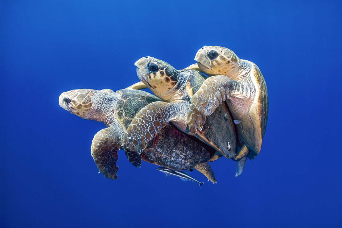 Mating Loggerhead Sea Turtle (Caretta caretta)