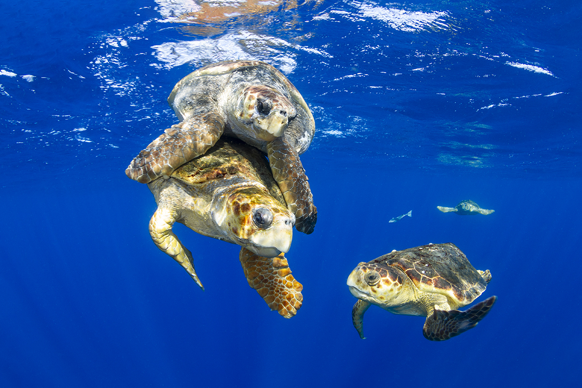 Mating Loggerhead Sea Turtle (Caretta caretta)