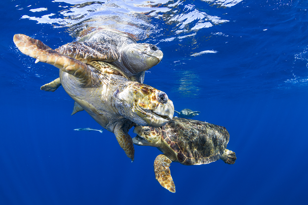 Mating Loggerhead Sea Turtle (Caretta caretta)