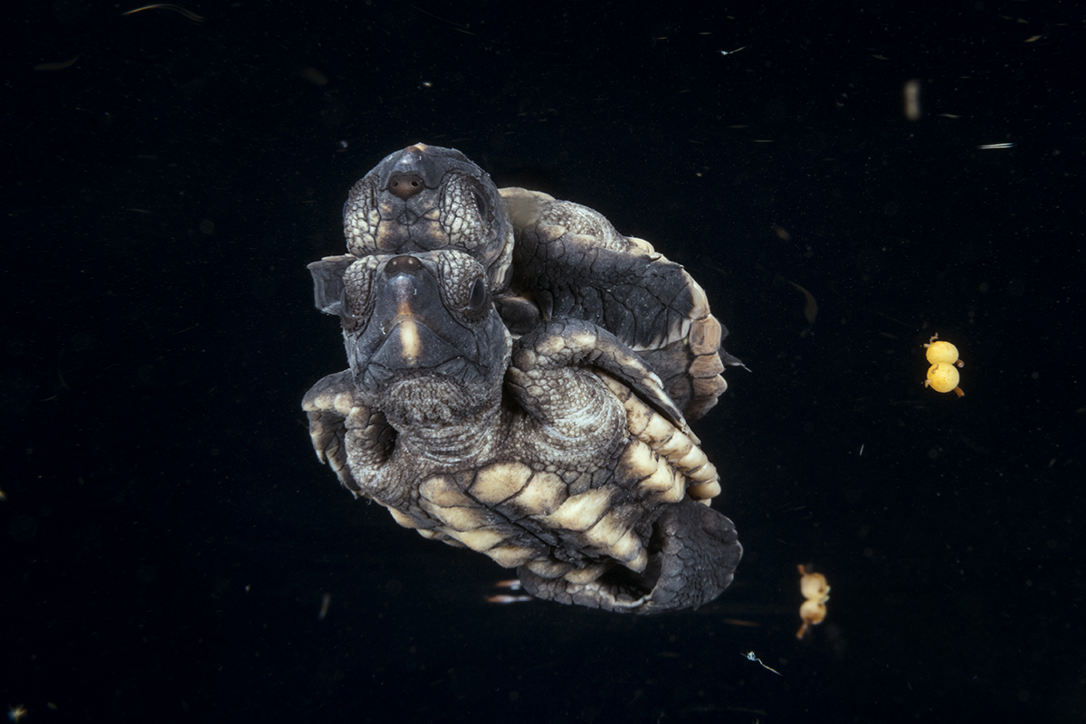 Baby Loggerhead Sea Turtle (Caretta caretta)