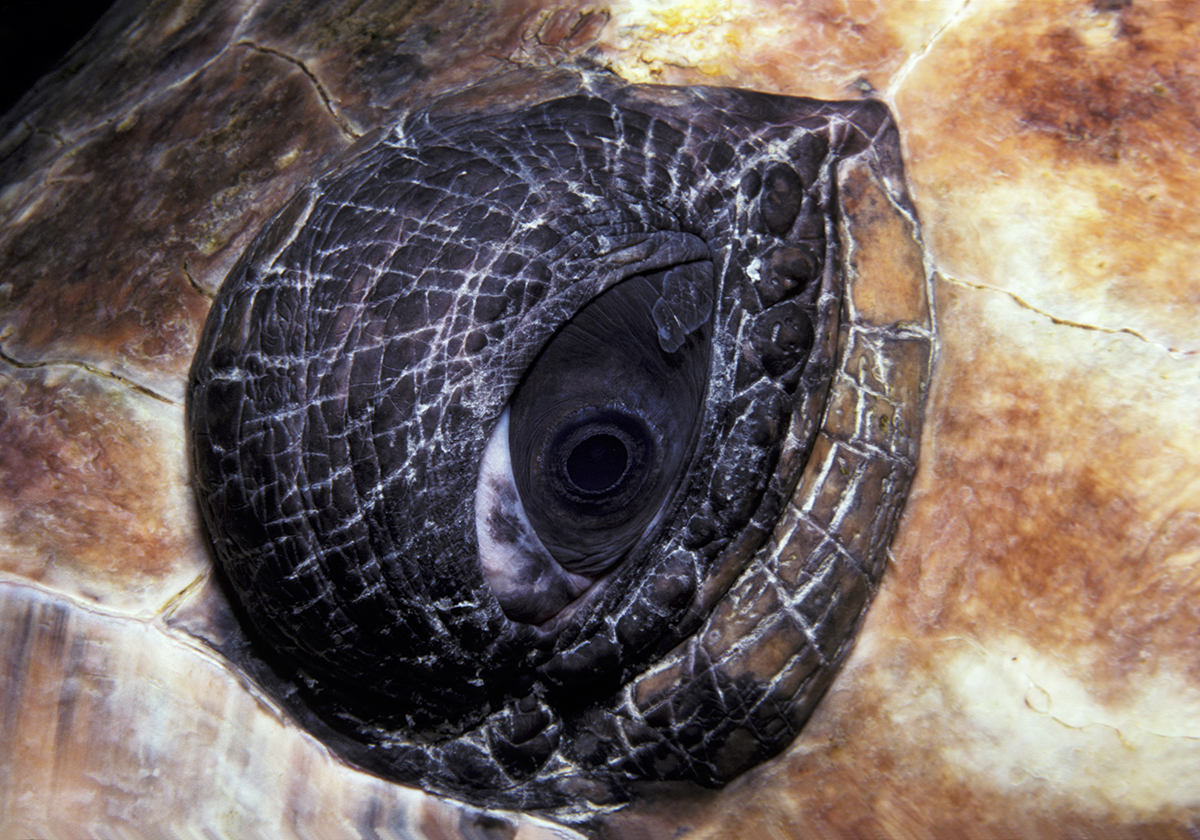 The eye of a large Loggerhead Sea Turtle (Caretta caretta).