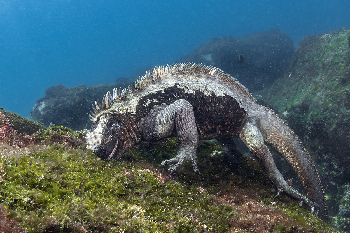 Marine Iguana