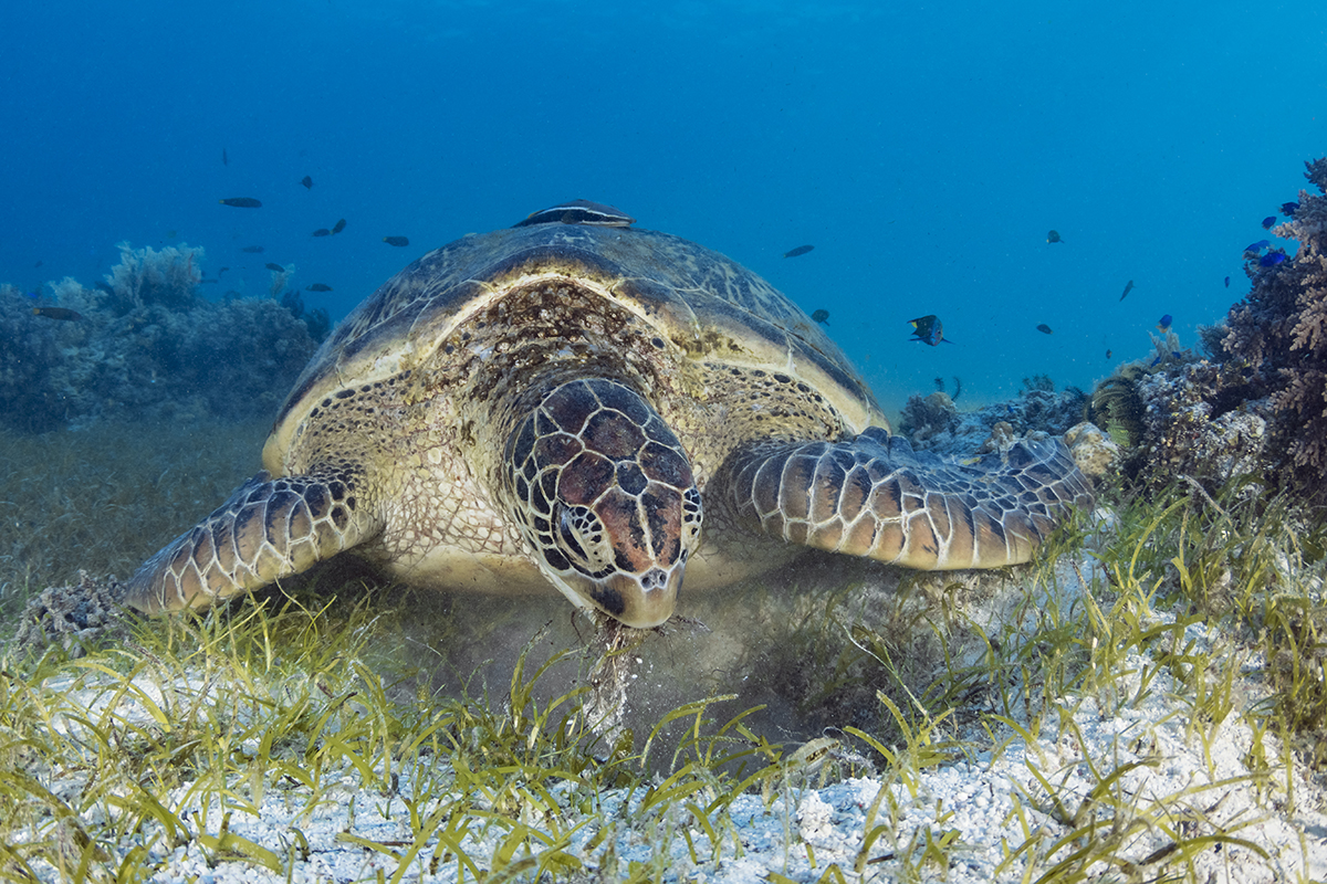 Green turtle