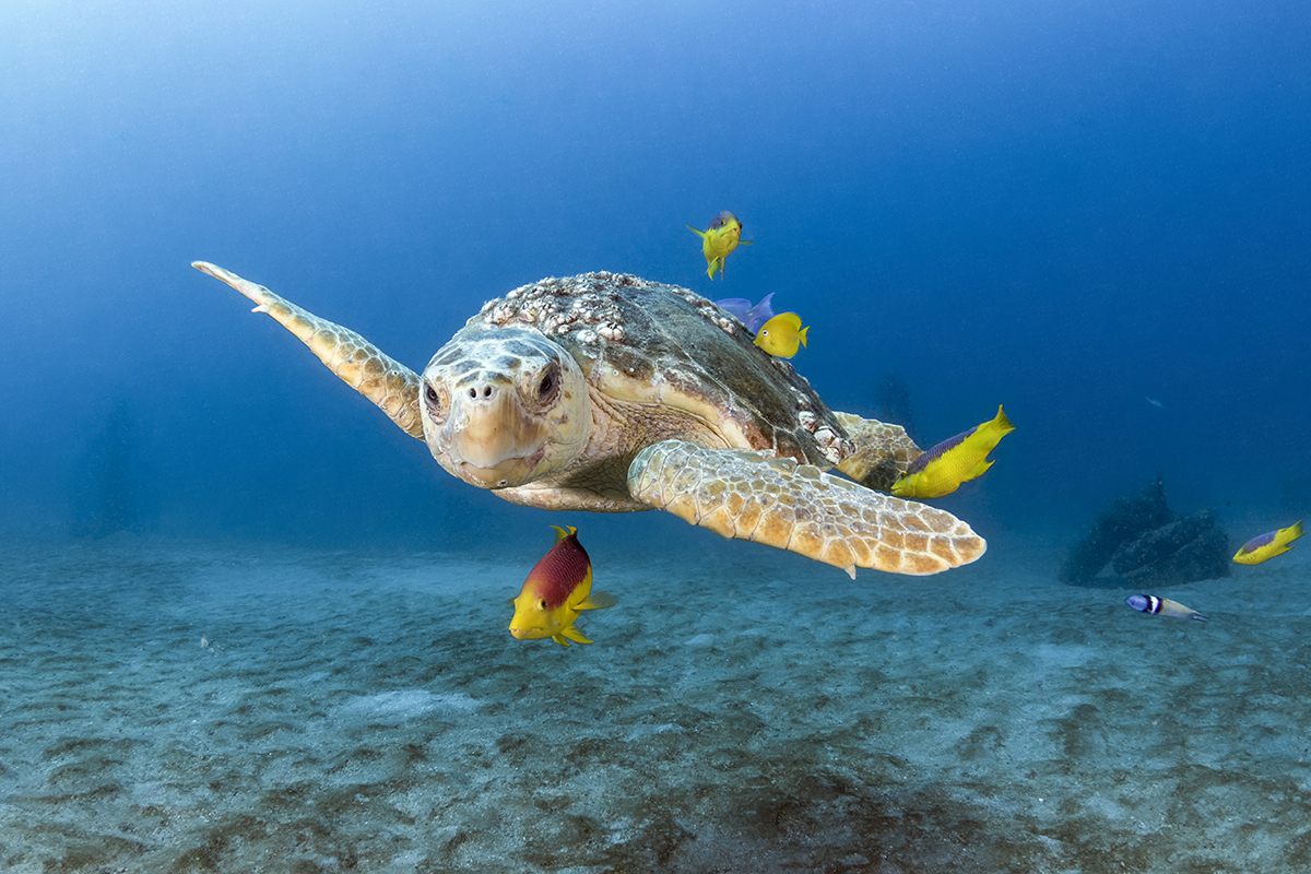 Loggerhead Turtle