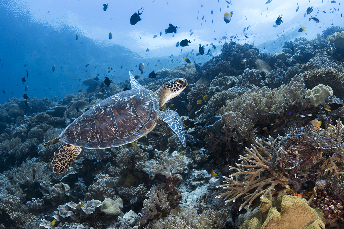 Green turtle, Indonesia