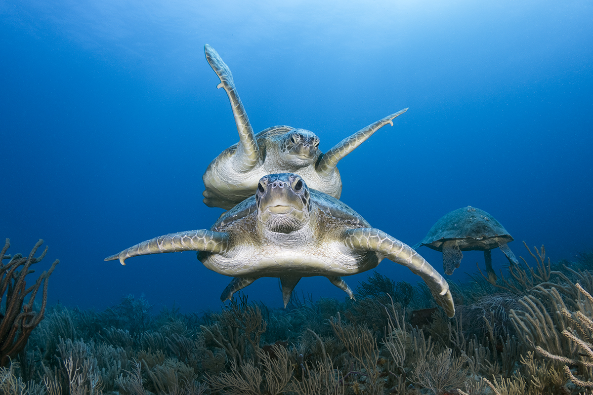 Green Turtle