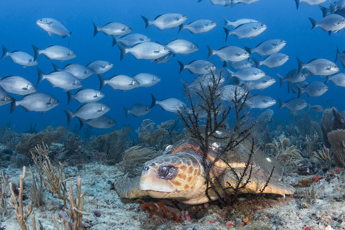 Loggerhead Turtle