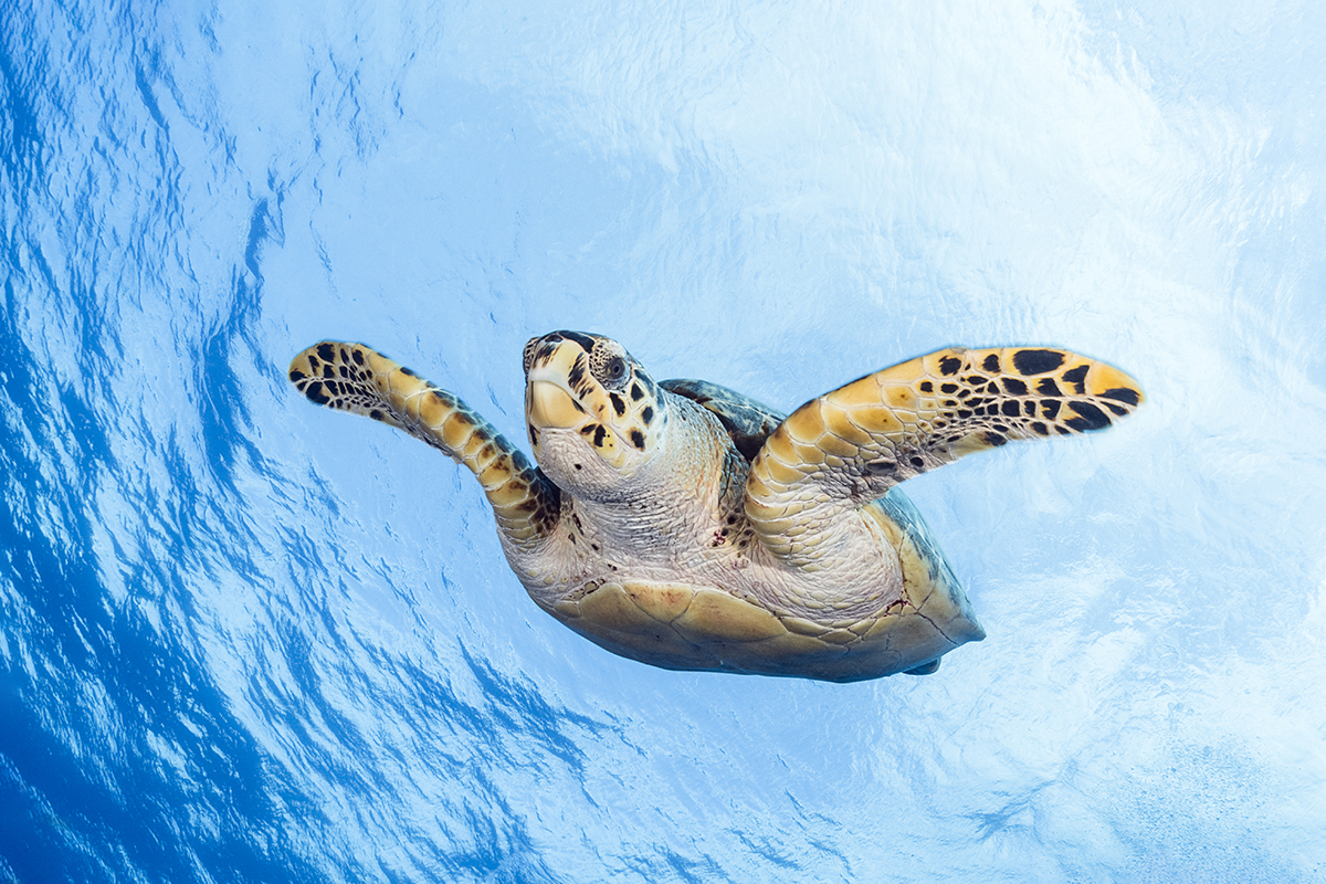 Hawksbill Turtle