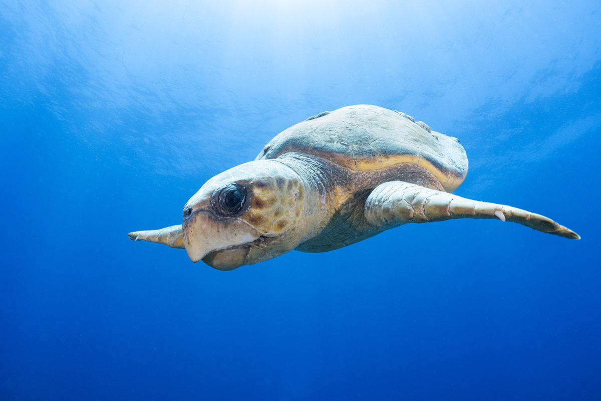 Loggerhead Turtle