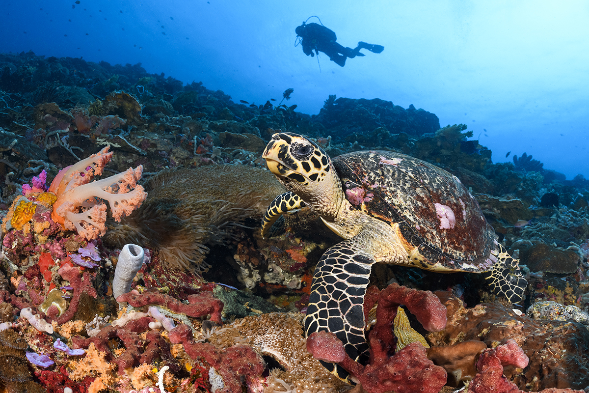 Hawksbill Turtle