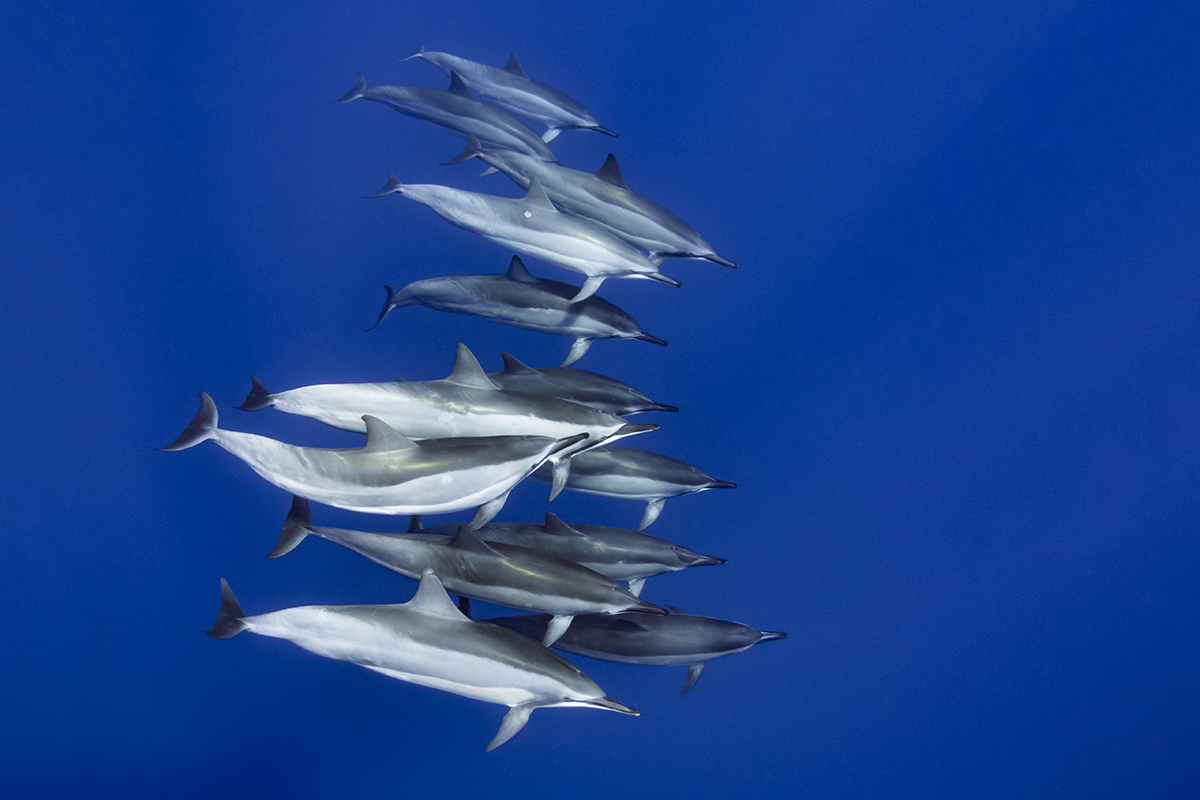 Spinner Dolphins (Stenella longirostris)