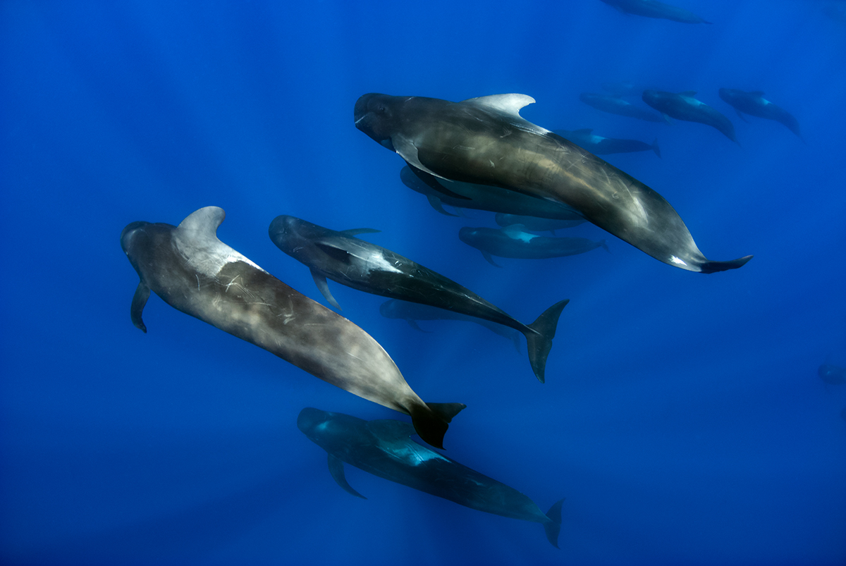 Short-finned pilot whales (Globicephala macrorhynchus)