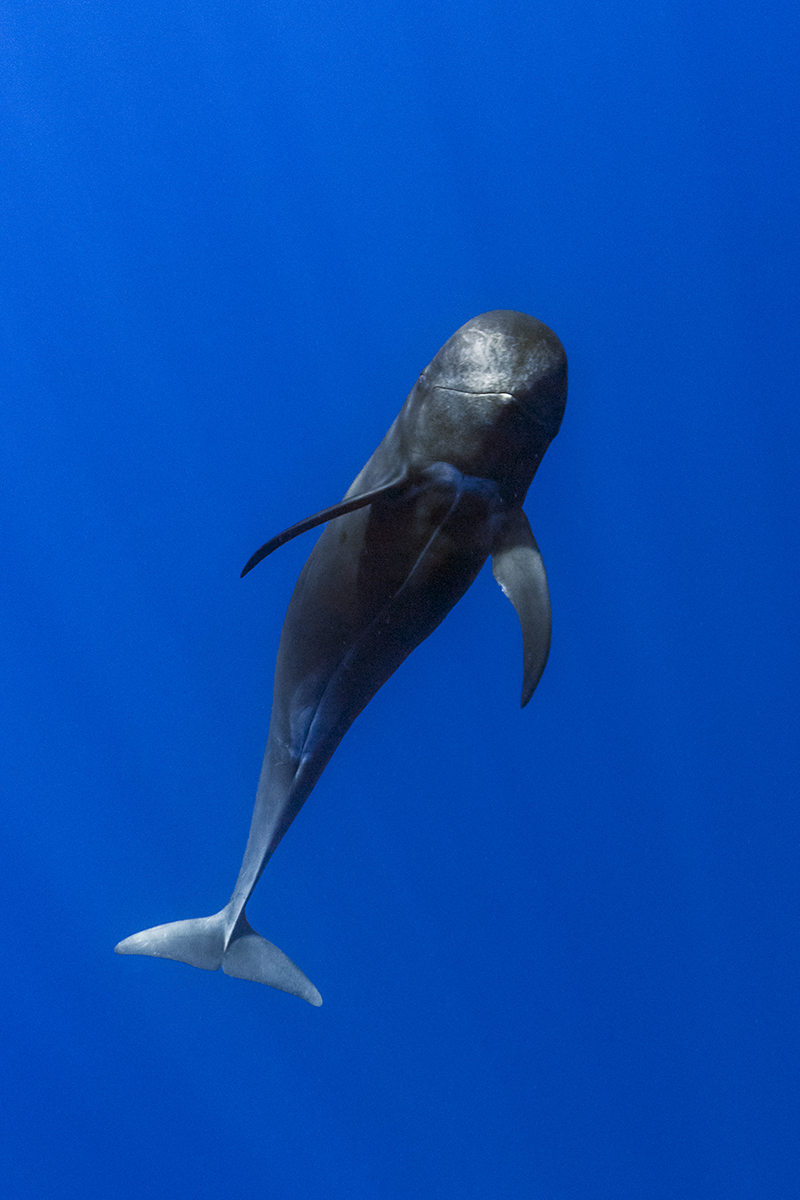 Short-finned pilot whales (Globicephala macrorhynchus)