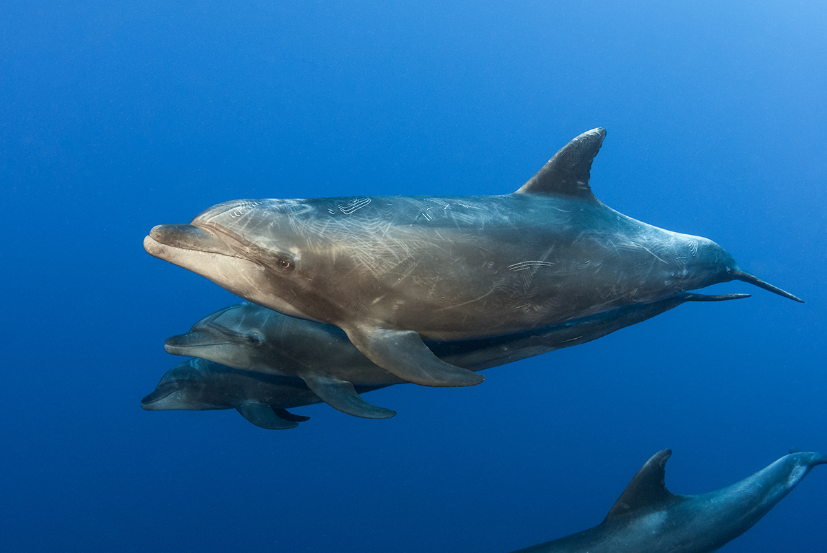 Bottlenose Dolphins (Tursiops truncates)