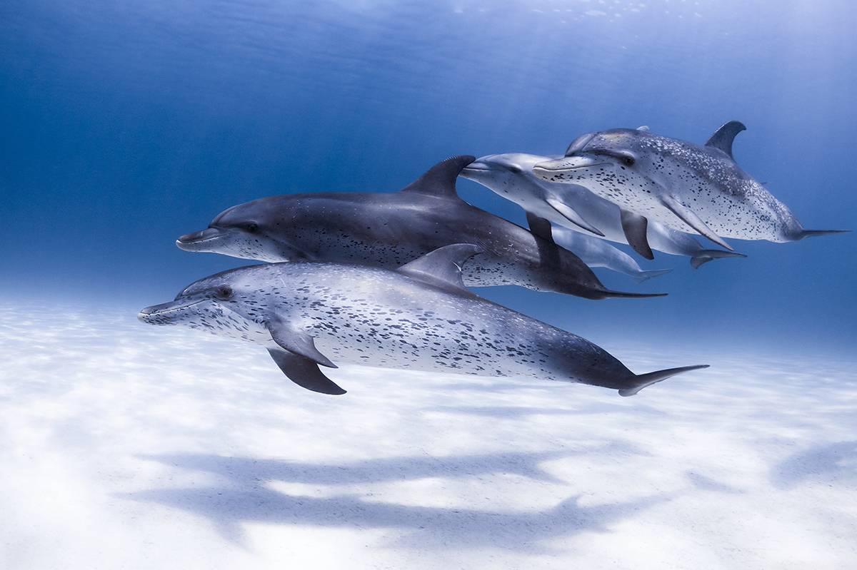 Atlantic Spotted dolphins (Stenella frontalis)