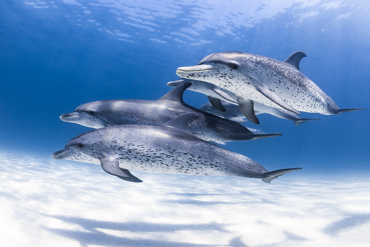 Atlantic Spotted dolphins (Stenella frontalis)