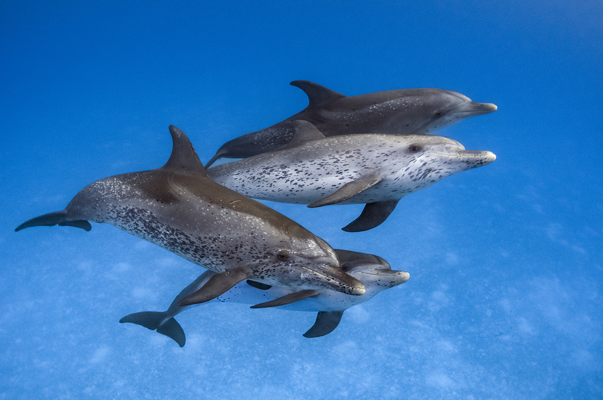 Atlantic Spotted dolphins (Stenella frontalis)