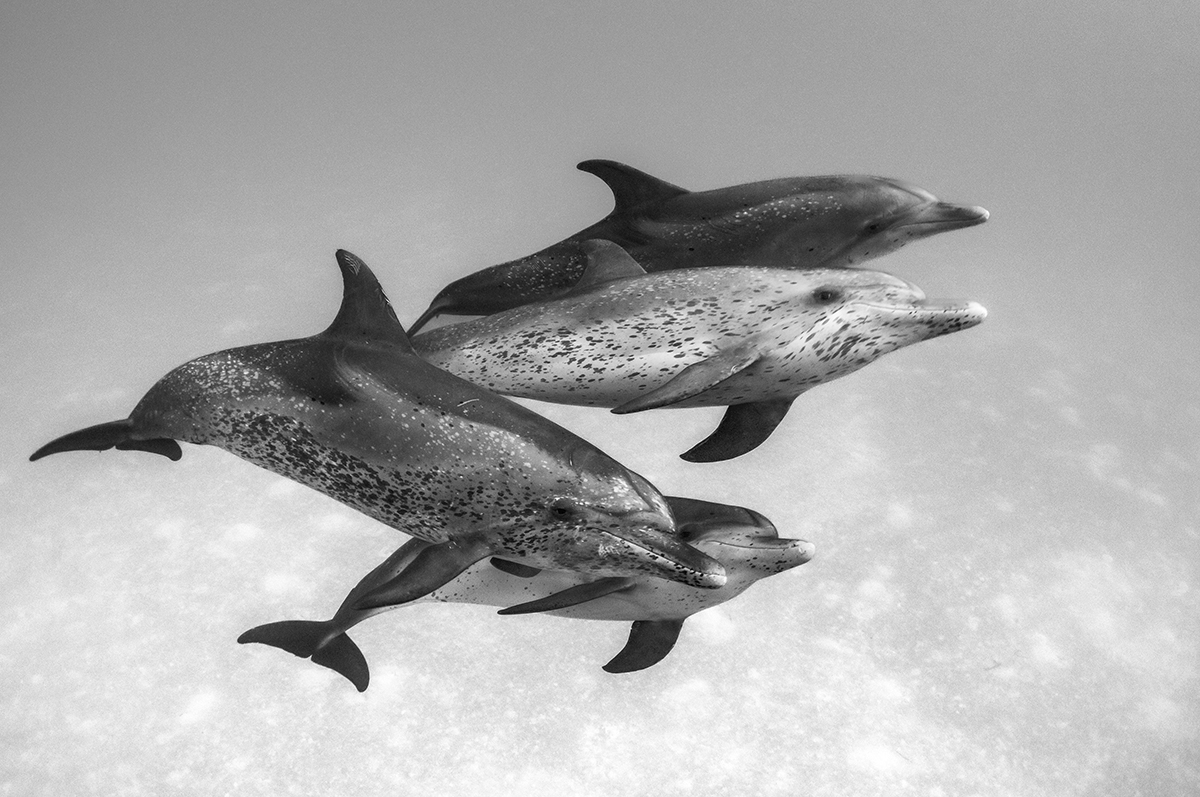 Atlantic Spotted dolphins (Stenella frontalis)