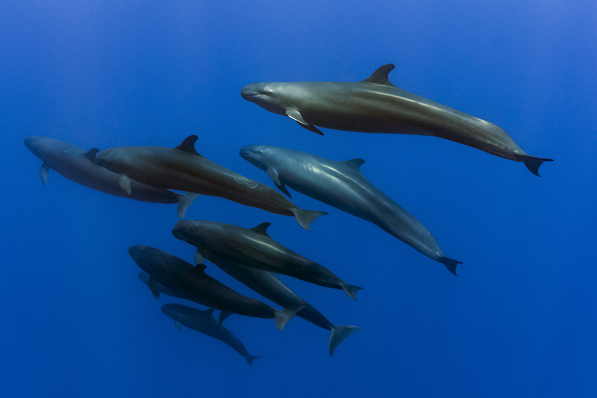 False killer whale (Pseudorca crassidens) is actually an oceanic dolphin and not whale that inhabits oceans worldwide.  but mainly frequents tropical regions. Most recognizable for the almost jet black body (reaches a maximum length of 20 ft) and bullet shaped head, false killers are highly sociable, known to form pods of up to 500 members.